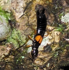 Carcinophora americana