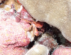 Portunidae