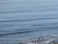 Pelecanus occidentalis