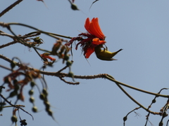 Zosterops anderssoni