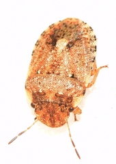 Sciocoris pallens