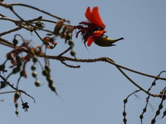 Zosterops anderssoni