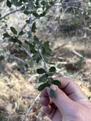 Ceanothus cuneatus