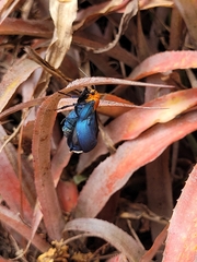 Apistosia judas