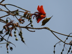 Zosterops anderssoni