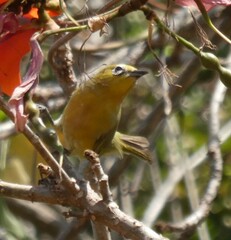 Zosterops anderssoni
