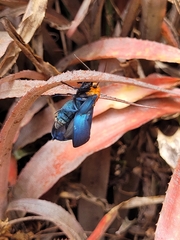 Apistosia judas