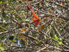 Zosterops anderssoni