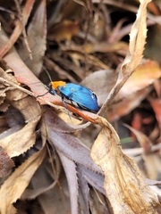 Apistosia judas