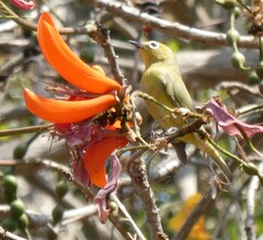 Zosterops anderssoni