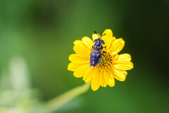 Copestylum limbipenne