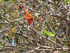 Zosterops anderssoni