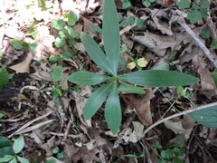 Lilium michiganense