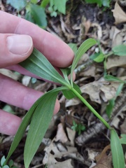Lilium michiganense