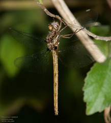 Macrothemis inacuta