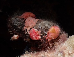 Exopalicus maculatus
