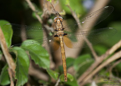 Macrothemis inacuta