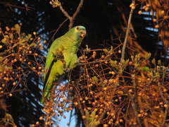 Amazona aestiva