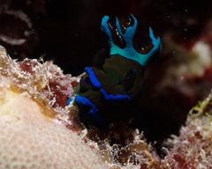 Tambja morosa