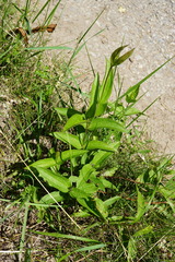 Clematis integrifolia