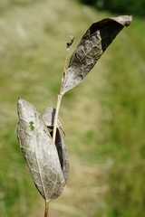Clematis integrifolia