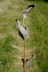 Clematis integrifolia