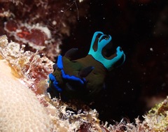 Tambja morosa