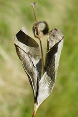 Clematis integrifolia