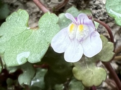 Cymbalaria muralis