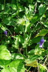Clematis integrifolia