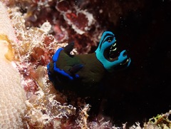 Tambja morosa