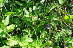 Clematis integrifolia