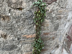 Cymbalaria muralis