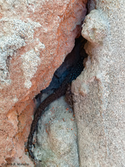 Gonatodes caudiscutatus