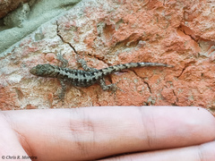 Gonatodes caudiscutatus