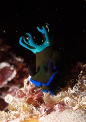 Tambja morosa
