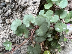 Cymbalaria muralis