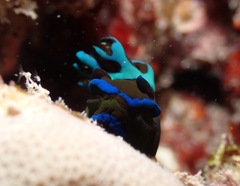 Tambja morosa