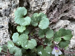 Cymbalaria muralis