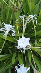 Hymenocallis