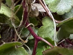 Cymbalaria muralis