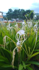 Hymenocallis
