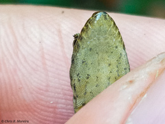 Gonatodes caudiscutatus