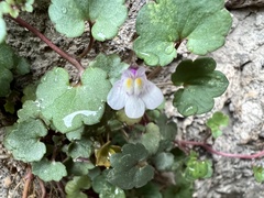 Cymbalaria muralis