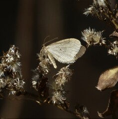 Operophtera