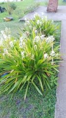 Hymenocallis