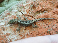 Gonatodes caudiscutatus