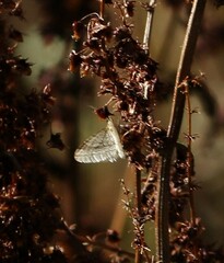 Operophtera