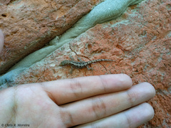 Gonatodes caudiscutatus