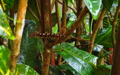 Anolis osa